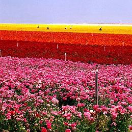 像素风格轻肉鸽塔防游戏《地牢战争3》现已上线Steam平台 预计2025年内推出