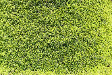 沾上扑克就是赌？《小丑牌》开发者对分级方式不满